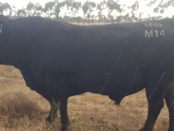 Black Limousin Bull