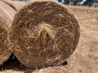 Oaten Hay - New Season