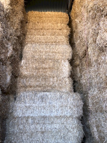 Barley straw