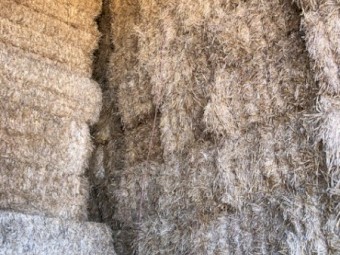 Barley straw