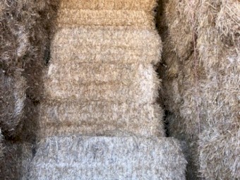 Barley straw