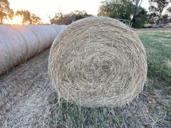 70 x Wheaten Hay 5x4 Round Bales