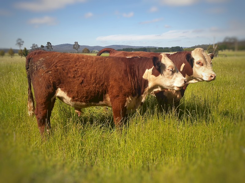 Poll Hereford Bulls For Sale