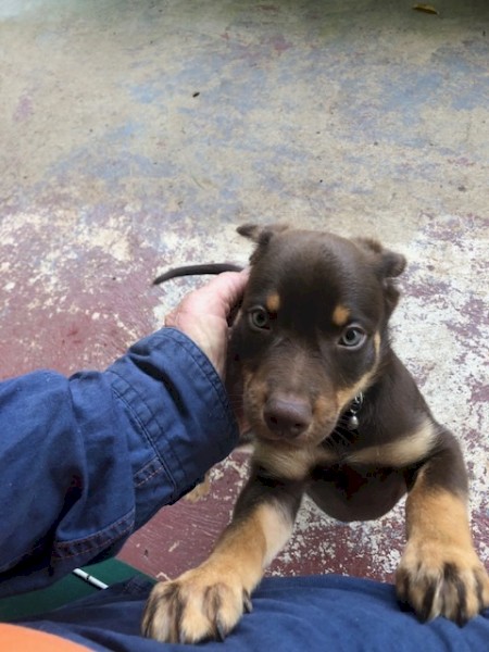 Red and Tan Kelpie Pup