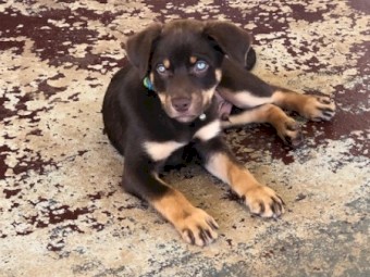 Red and Tan Kelpie Pup