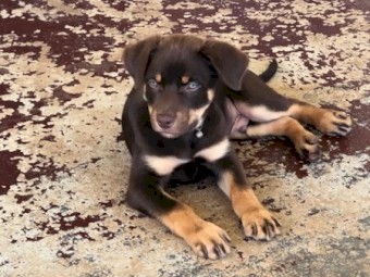 Red and Tan Kelpie Pup