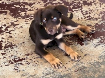 Red and Tan Kelpie Pup
