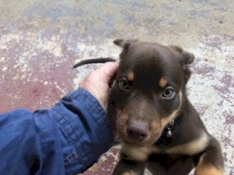 Red and Tan Kelpie Pup