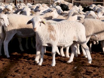 40 Maiden Dorper Ewes (Will consider splitting lot)