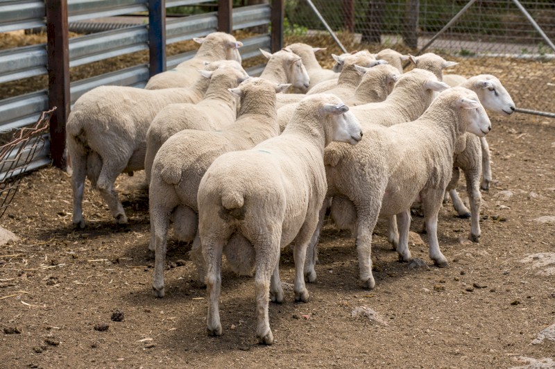 White Suffolk Rams 