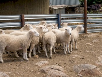White Suffolk Rams 