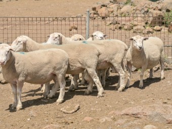White Suffolk Rams 
