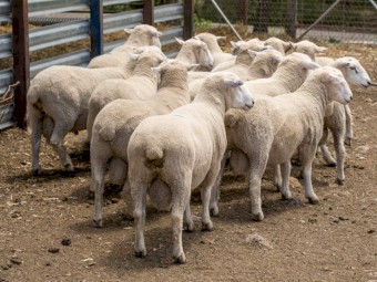 White Suffolk Rams 