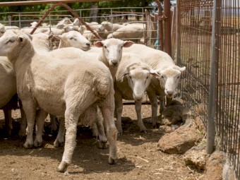 White Suffolk Rams