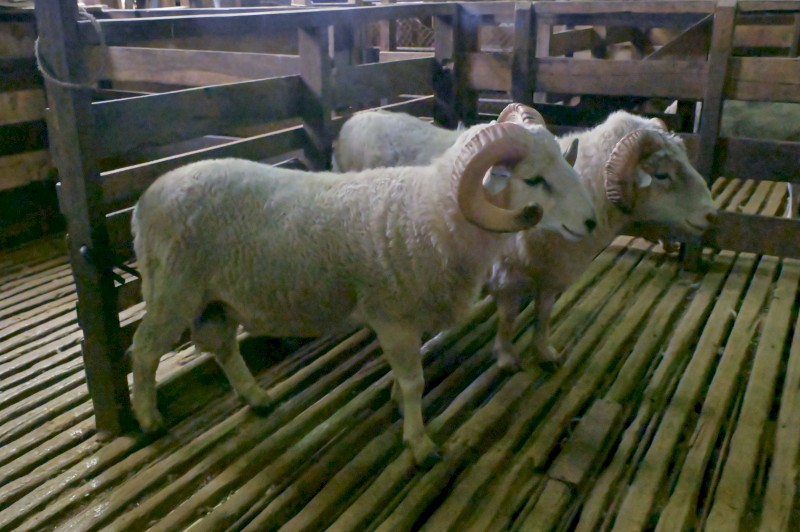 Tukidale Rams