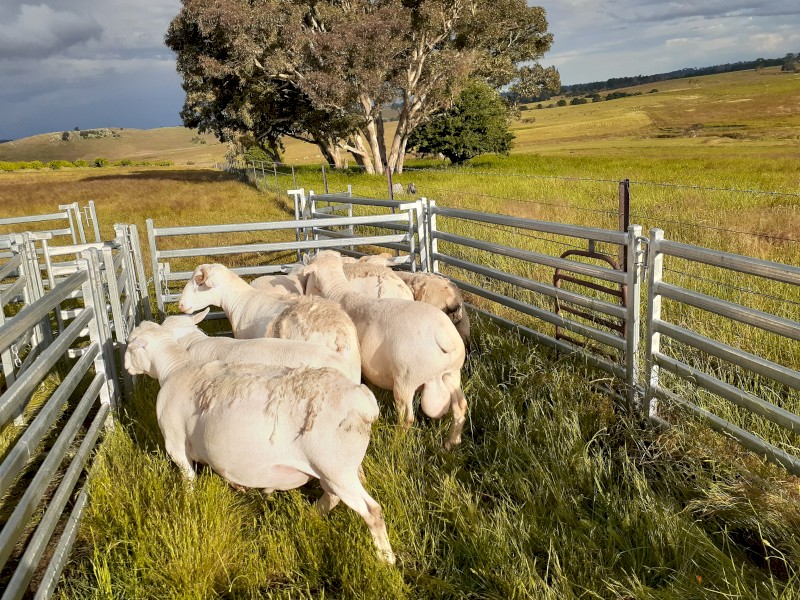 Dorper Ram