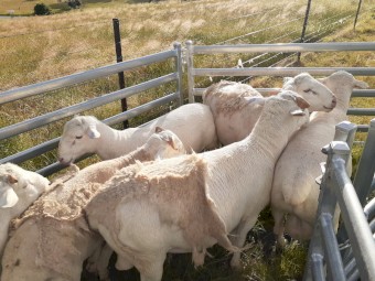 Dorper Ram