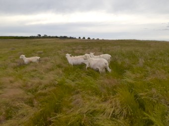 Dorper Ram