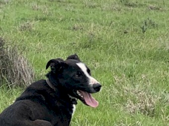 Border Collie dog