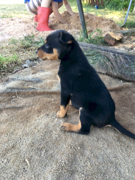 Kelpie pups eight weeks old