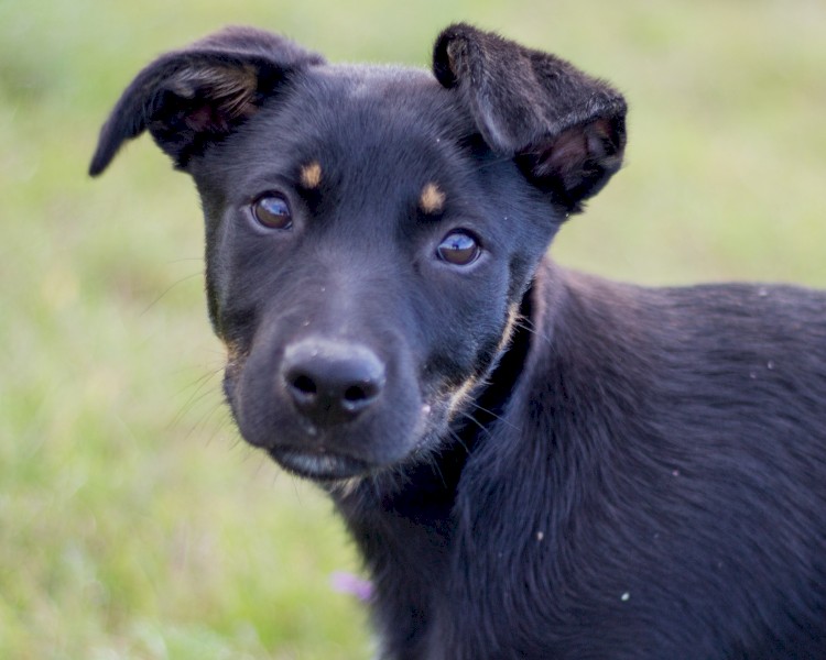 Kelpie Cross Pup - 11 weeks