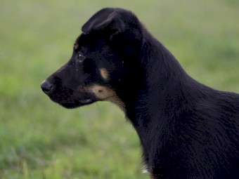Kelpie Cross Pup - 11 weeks