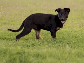 Kelpie Cross Pup - 11 weeks