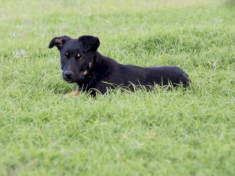 Kelpie Cross Pup - 11 weeks