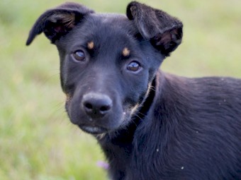 Kelpie Cross Pup - 11 weeks