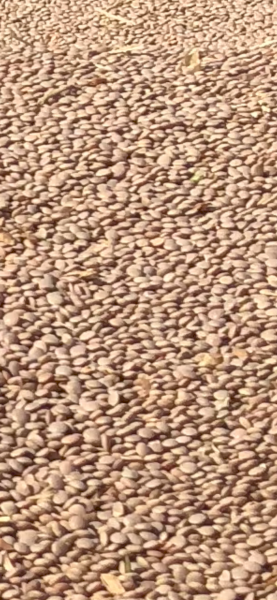 25 ton. Jumbo 2 lentils number 1 grade old season