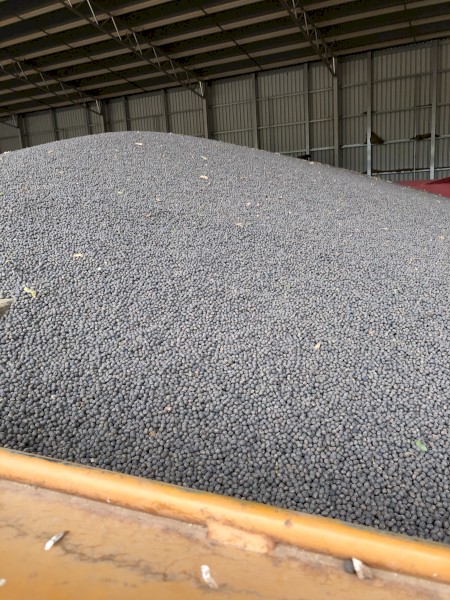 300mt Vetch Seed