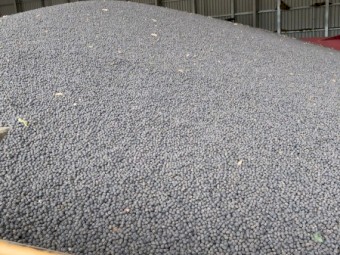 300mt Vetch Seed