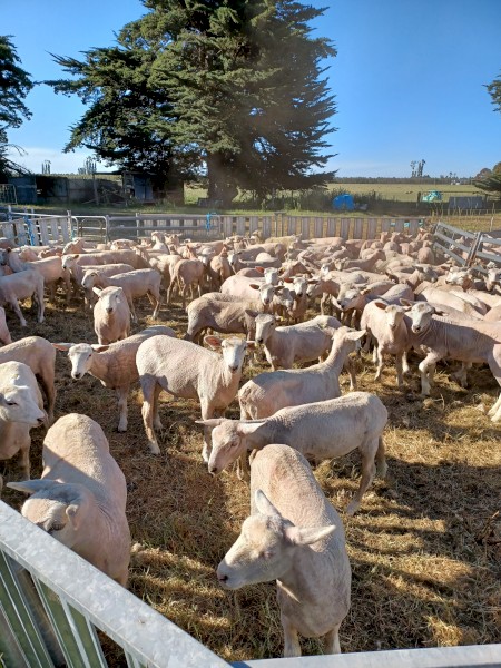 Composite ewe lambs