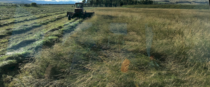 Fescue Hay/Straw 