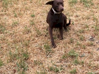 Brown female kelpie