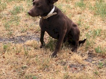Brown female kelpie