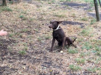 Brown female kelpie