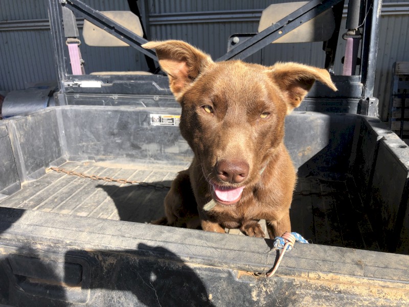 Male Beloka Kelpie