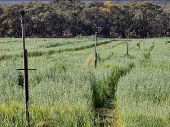 Top Quality Oaten Lucerne Mix Hay 5x3x4 bales