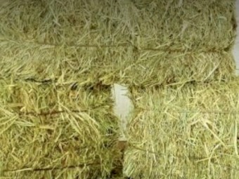Top Quality Oaten Lucerne Mix Hay 5x3x4 bales