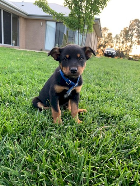 Kelpie Pups