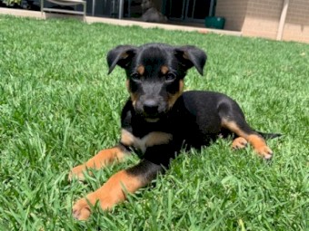 Kelpie Pups