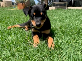 Kelpie Pups