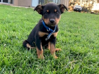 Kelpie Pups