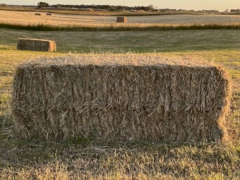 Pasture Hay
