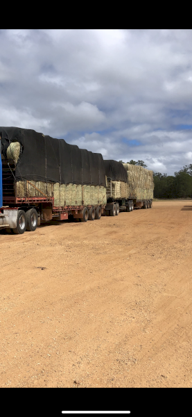 Rhodes Hay