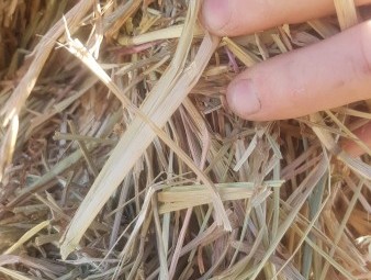 Wheat/Ryegrass Hay