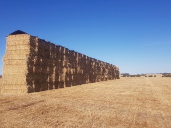Wheat/Ryegrass Hay