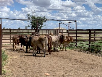 9xBrahman Bulls/1x Brahman Steer