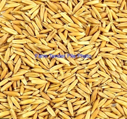 Wanted Taipan Oats